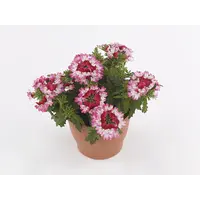 Verbena Drums Red + White | IJzerhard | In 10 cm pot | Rood witte zomerbloeier