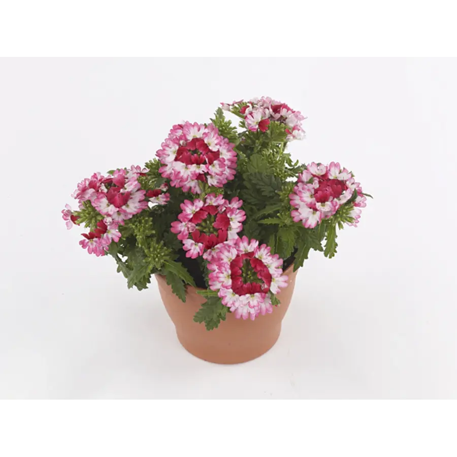 Verbena Drums Red + White | IJzerhard | In 10 cm pot | Rood witte zomerbloeier