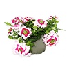 Verbena Obsession Twister Red Raw | 15 cm hoog | 10 cm pot