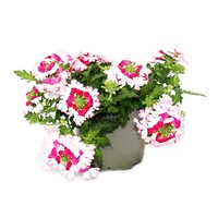 Verbena Obsession Twister Red Raw | 15 cm hoog | In 10 cm pot | Rood witte zomerbloeier