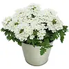 Verbena Lascar White | 15 cm hoog | 10 cm pot