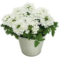 Verbena Lascar White | witte ijzerhard | 15 cm hoog | in 10 cm pot | rijkbloeiende balkonplant