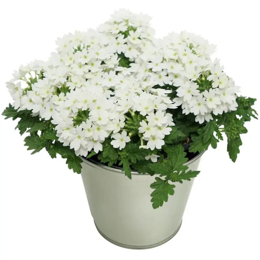 Verbena Lascar White | witte ijzerhard | 15 cm hoog | in 10 cm pot | rijkbloeiende balkonplant