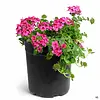 Verbena Lascar Light Pink | 15 cm hoog | 10 cm pot