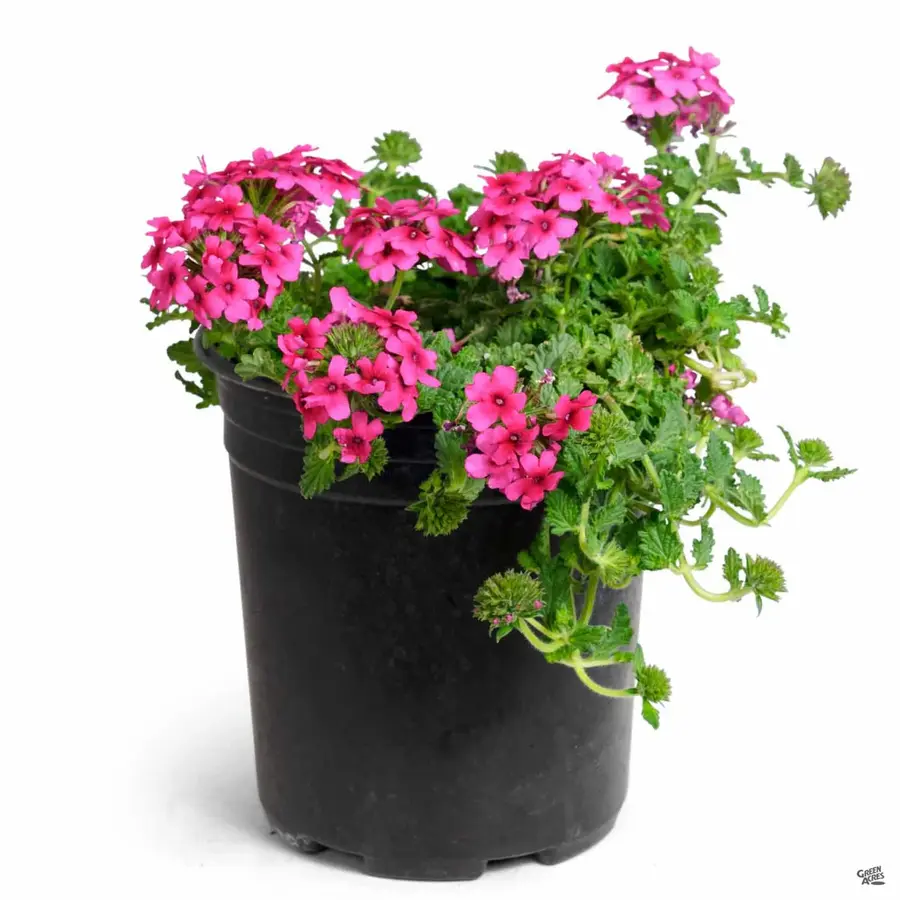 Verbena Lascar Light Pink | Roze tuinverbena | 15 cm hoog | 10 cm pot