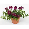 Verbena Lascar Burgundy | 15 cm hoog | 10 cm pot