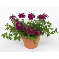 Verbena Lascar Burgundy | 15 cm hoog | In 10 cm pot | Bordeauxrode balkonplant