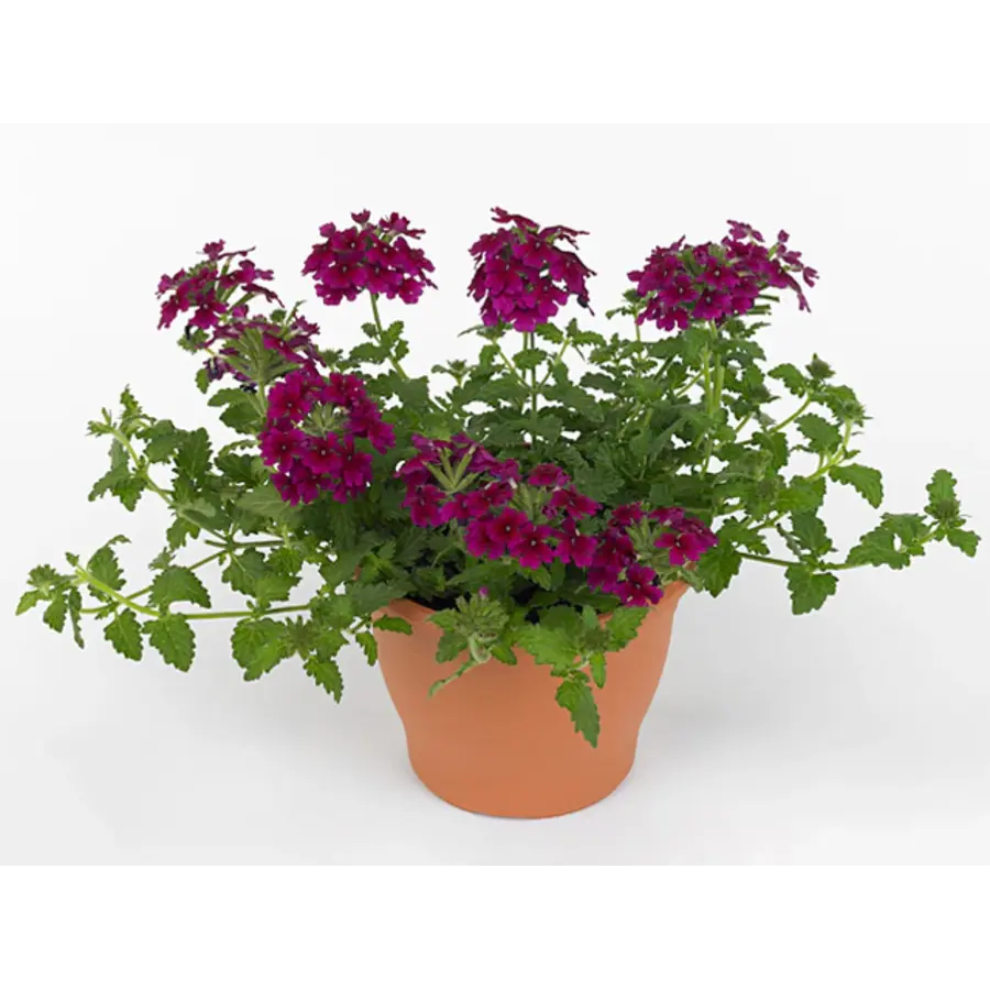 Verbena Lascar Burgundy | 15 cm hoog | In 10 cm pot | Bordeauxrode balkonplant