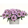 Verbena Drums Umbrella | 10 cm pot | 15 cm hoog