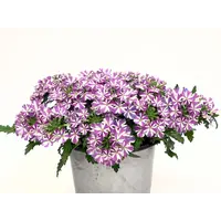 Verbena Drums Umbrella | ijzerhard | 15 cm hoog | in 10 cm pot | compacte zomerbloeier