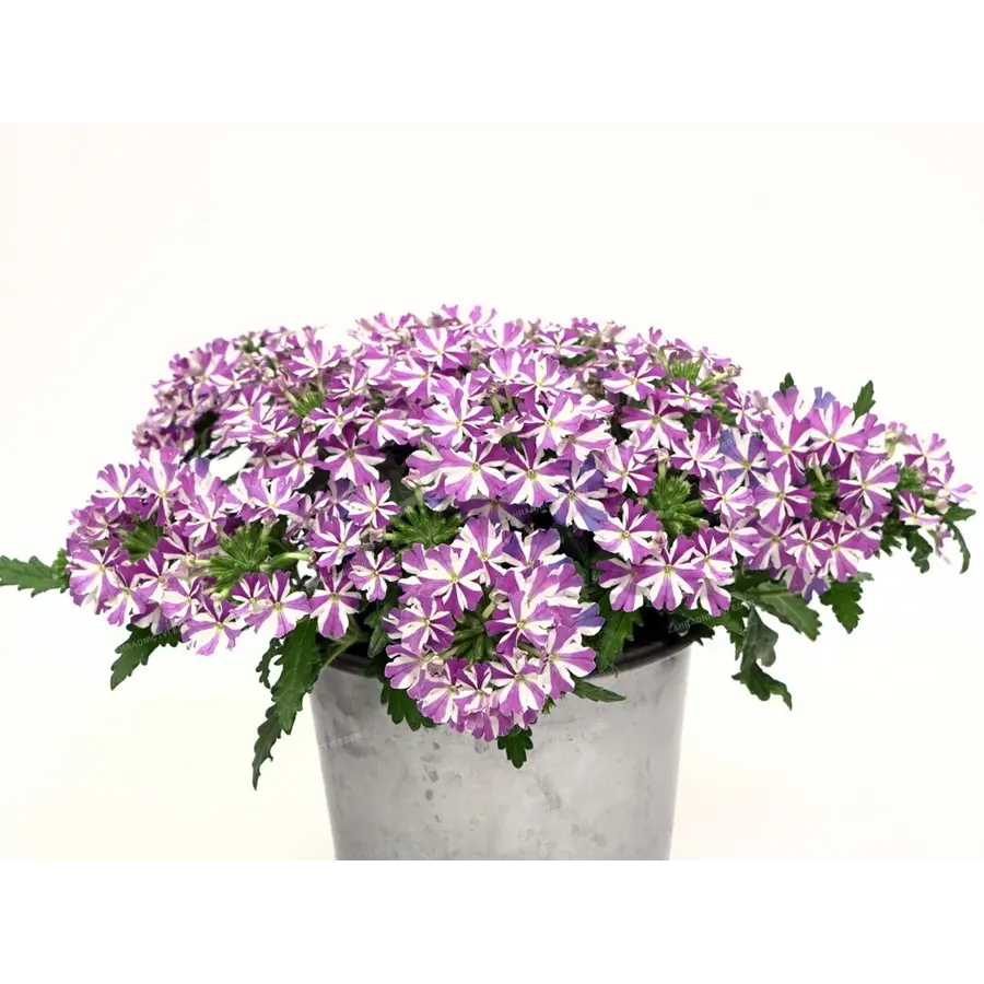 Verbena Drums Umbrella | ijzerhard | 15 cm hoog | in 10 cm pot | compacte zomerbloeier