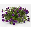 Petunia Sweet Sunshine Dark Violet | 10 cm pot | ca. 15 cm hoog
