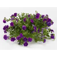 Petunia Sweet Sunshine Dark Violet | 10 cm pot | ca. 10 tot 15 cm hoog | Donker violette dubbelbloemige zomerbloeier