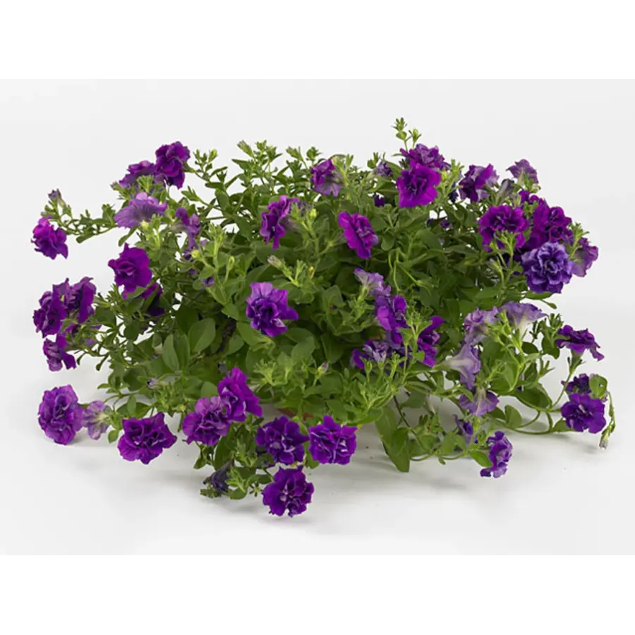 Petunia Sweet Sunshine Dark Violet | 10 cm pot | ca. 10 tot 15 cm hoog | Donker violette dubbelbloemige zomerbloeier