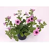 Petunia Rose Vein Surfinia | 10 cm pot | 20 cm hoog