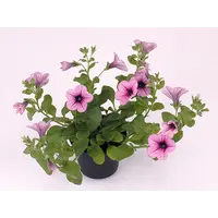 Petunia Surfinia Rose Vein | 10 cm pot | ca. 20 cm hoog | roze hangpetunia