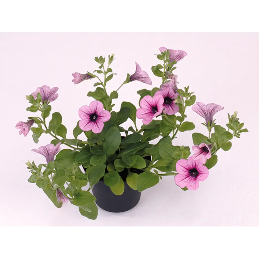Petunia Surfinia Rose Vein | 10 cm pot | ca. 20 cm hoog | roze hangpetunia