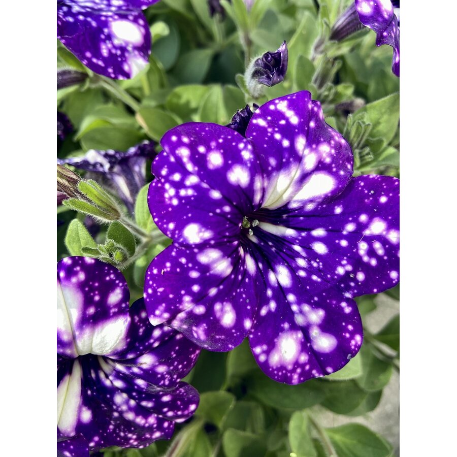 Petunia NightSky | 20 cm hoog | In 10 cm pot | Sterbloemige balkonplant