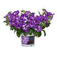 Petunia NightSky | 20 cm hoog | In 10 cm pot | Sterbloemige balkonplant