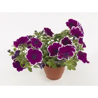 Petunia Tea Purple White Edge | 20 cm hoog | In 10 cm pot | Rijkbloeiende eenjarige terrasplant