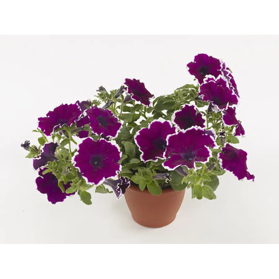 Petunia Tea Purple White Edge | 20 cm hoog | In 10 cm pot | Rijkbloeiende eenjarige terrasplant