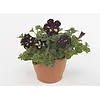 Petunia Lightning Sky | 10 cm pot | 20 cm hoog