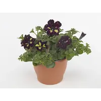 Petunia Lightning Sky | 10 cm pot | 20 cm hoog | Paarsblauwe zomerbloeier met witte tekening