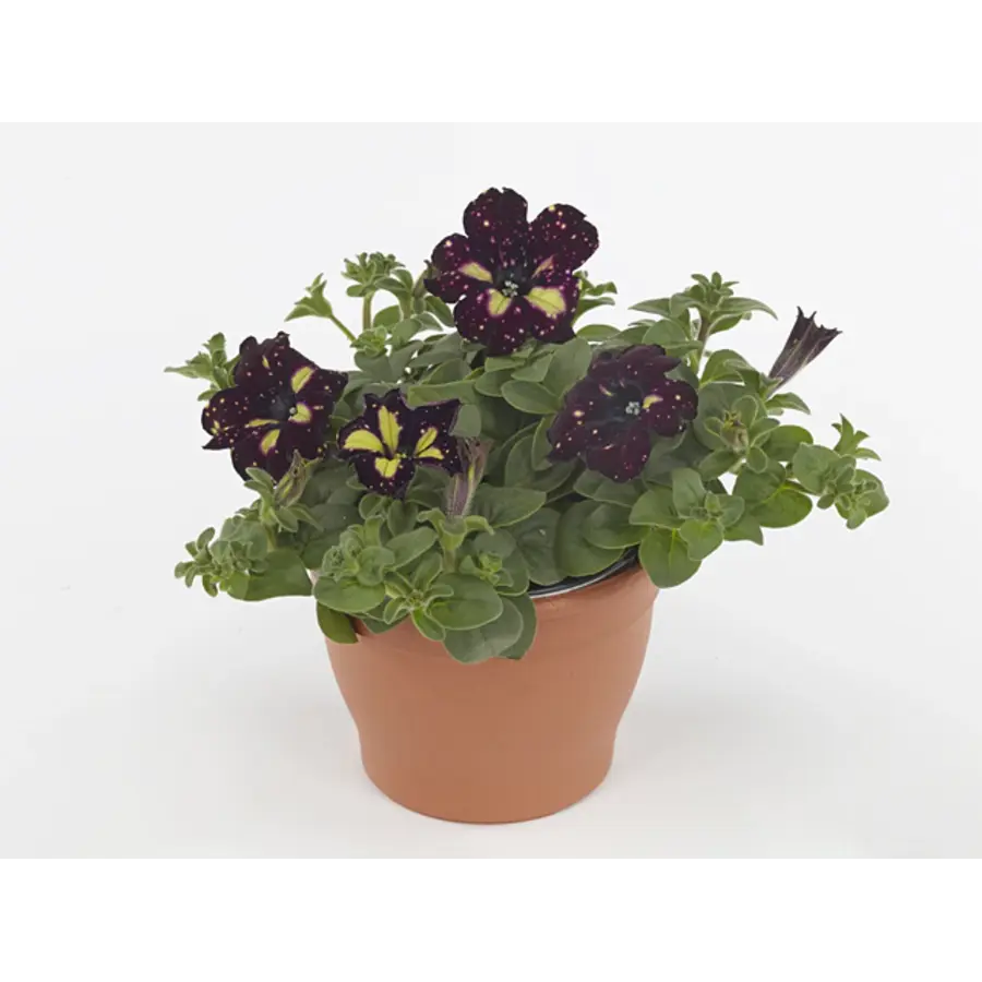 Petunia Lightning Sky | 10 cm pot | 20 cm hoog | Paarsblauwe zomerbloeier met witte tekening