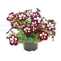 Petunia Lightning Sky | 10 cm pot | 20 cm hoog | Paarsblauwe zomerbloeier met witte tekening