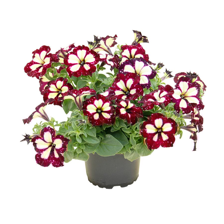 Petunia Lightning Sky | 10 cm pot | 20 cm hoog | Paarsblauwe zomerbloeier met witte tekening