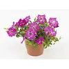 Petunia Baby Doll | 10 cm pot | 20 cm hoog