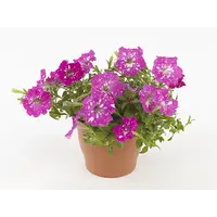 Petunia Baby Doll | 20 cm hoog | In 10 cm pot | Rijkbloeiende balkonplant