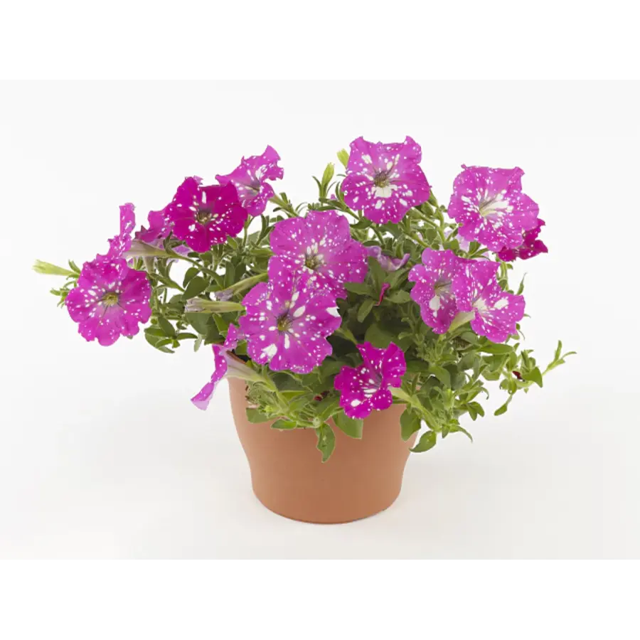 Petunia Baby Doll | 20 cm hoog | In 10 cm pot | Rijkbloeiende balkonplant