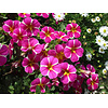 Calibrachoa Rave Pink | 20 cm hoog | 10 cm pot