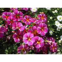 Calibrachoa Rave Pink | Mini petunia | 20 cm hoog | In 10 cm pot | Roze zomerbloeier