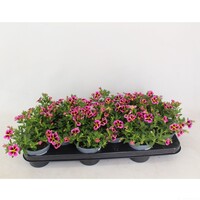 Calibrachoa Rave Pink | Mini petunia | 20 cm hoog | In 10 cm pot | Roze zomerbloeier
