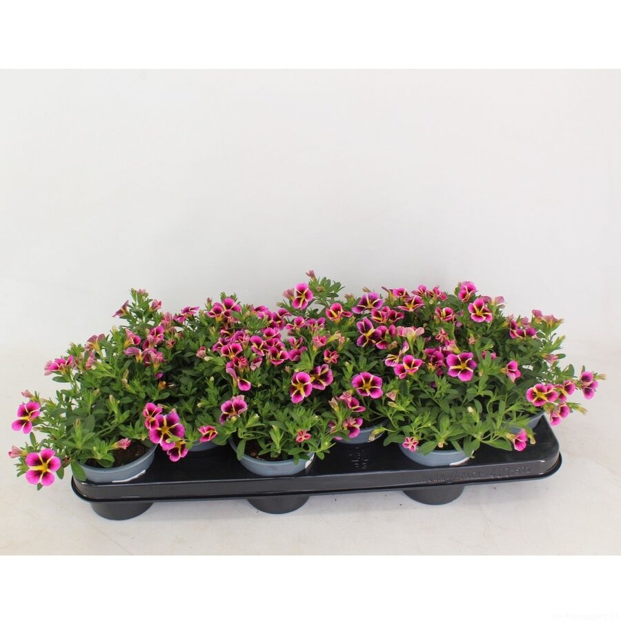 Calibrachoa Rave Pink | Mini petunia | 20 cm hoog | In 10 cm pot | Roze zomerbloeier