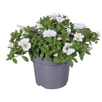 Calibrachoa White mini hangpetunia | Witte zomerbloeier | 20 cm hoog | In 10 cm pot