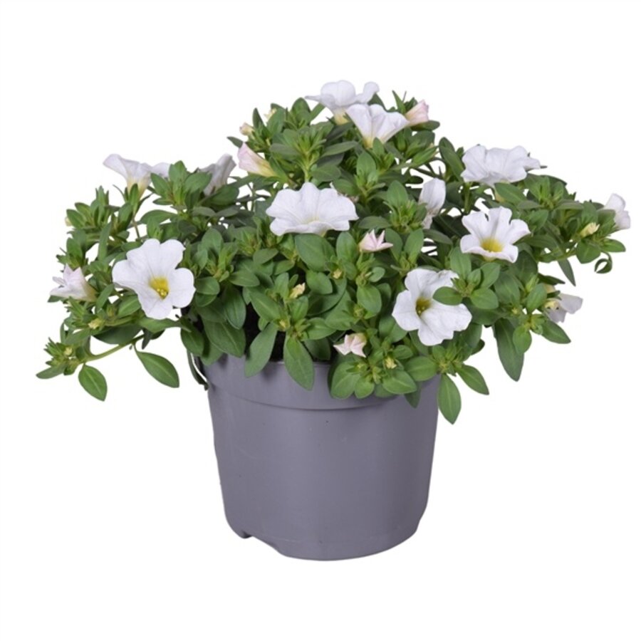 Calibrachoa White mini hangpetunia | Witte zomerbloeier | 20 cm hoog | In 10 cm pot