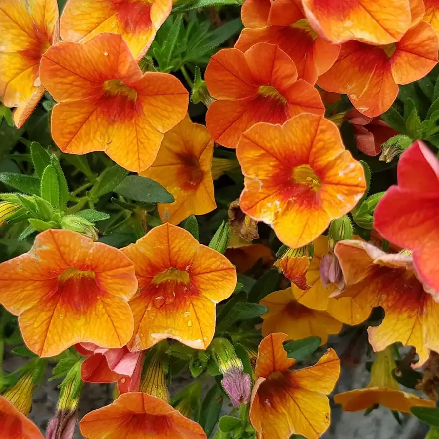 Calibrachoa oranje | Mini petunia | 20 cm hoog | In 10 cm pot | Rijkbloeiende balkonplant