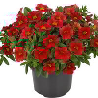 Calibrachoa Million Bells rood | 20 cm hoog | In 10 cm pot | Rijke zomerbloeier voor balkon en terras
