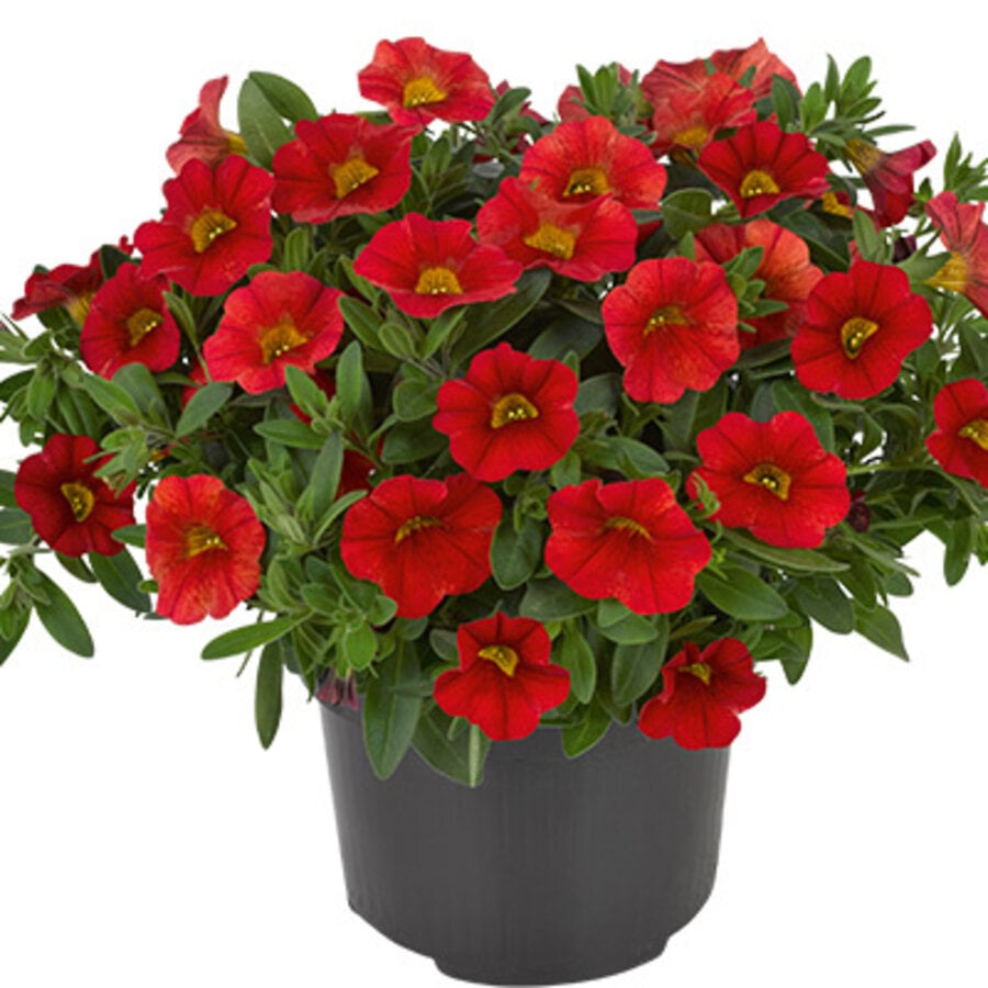 Calibrachoa Million Bells rood | 20 cm hoog | In 10 cm pot | Rijke zomerbloeier voor balkon en terras