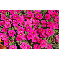 Calibrachoa Million Bells Brilliant Pink | 20 cm hoog | In 10 cm pot | Roze zomerbloeier voor balkon en terras