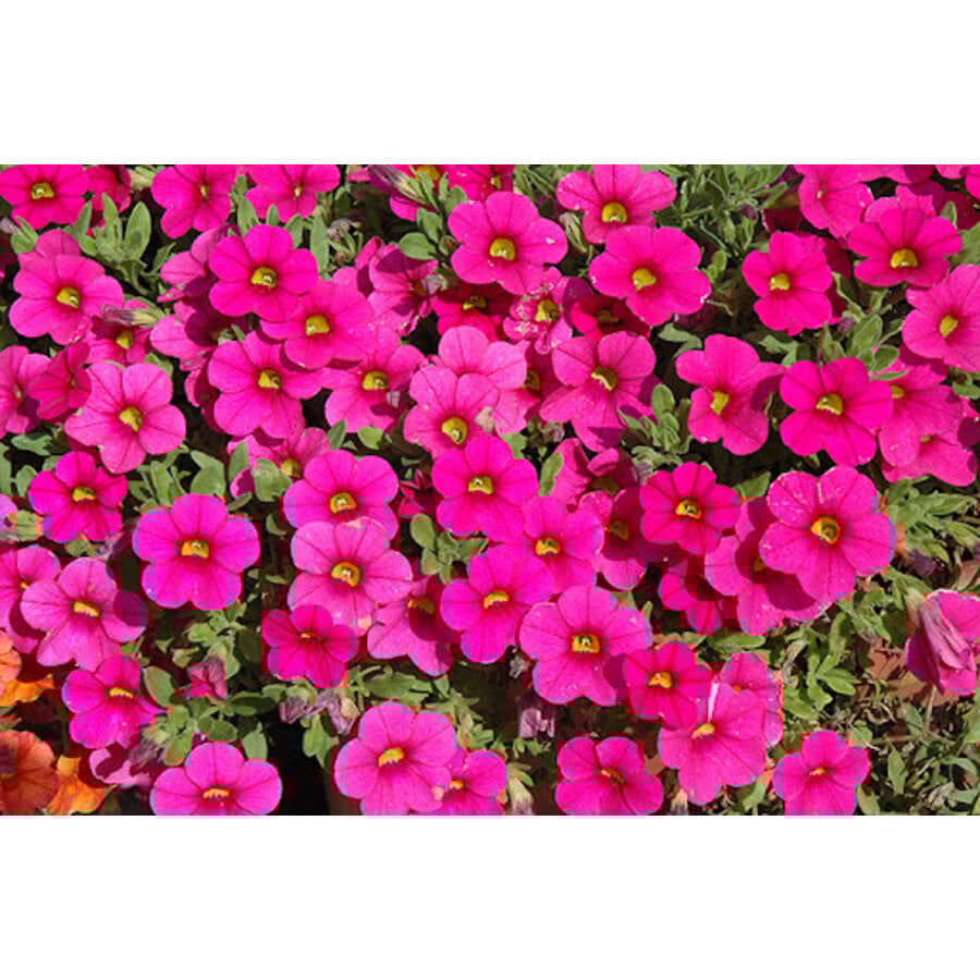 Calibrachoa Million Bells Brilliant Pink | 20 cm hoog | In 10 cm pot | Roze zomerbloeier voor balkon en terras