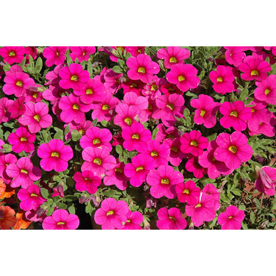 Calibrachoa Million Bells Brilliant Pink | 20 cm hoog | In 10 cm pot | Roze zomerbloeier voor balkon en terras