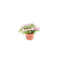 Calibrachoa Fancy Francy | 20 cm hoog | In 10 cm pot | Kleurrijke zomerbloeier voor pot, balkon en terras