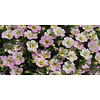 Calibrachoa Fancy Francy | 20 cm hoog | 10 cm pot