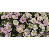 Calibrachoa Fancy Francy | 20 cm hoog | In 10 cm pot | Kleurrijke zomerbloeier voor pot, balkon en terras