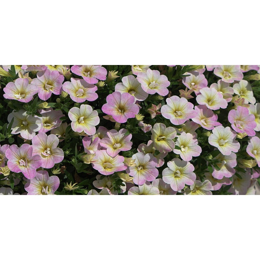 Calibrachoa Fancy Francy | 20 cm hoog | In 10 cm pot | Kleurrijke zomerbloeier voor pot, balkon en terras