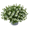 Scaevola Toppot White | Waaierbloem wit | 20 cm hoog | 12 cm pot